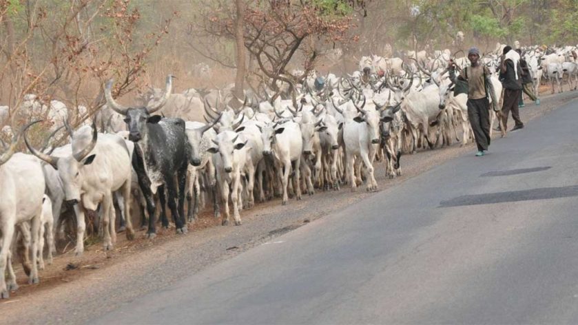 Fulani herdsmen grazing their cattle across farmlands in southeastern states of Nigeria